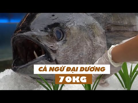 Trầm trồ mổ cá ngừ đại dương 70kg giữa phố Tây Bùi Viện