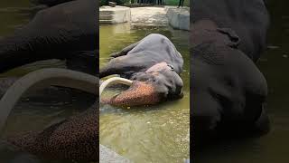 මනරම දළ යගලයක ඇත කතරගම වසන දය නමKatargama Wasana Tusker One Of The Most Famou.