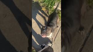 Staffy Bull Female Morning Run Part 4