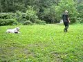 Среднеазиатска овчарка (алабай). Сука. Возраст 