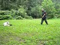 3 года. Общий курс дрессировки. 