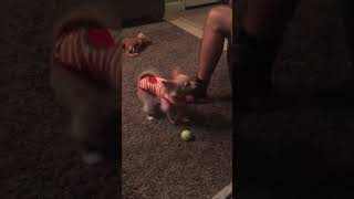 This Dog Can Do The Moonwalk