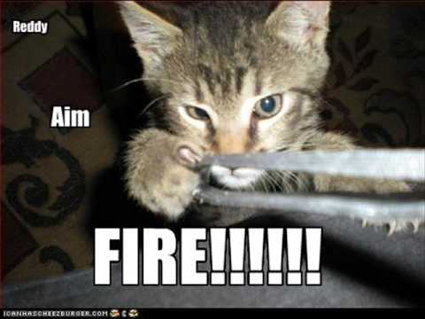 Very Funny Cats 47 funny cats and dogs video. Very Funny Cats 47