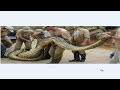 diputado fue comido por una anaconda gigante
