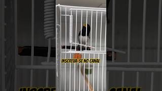 Coleiro Baiano Peito Branco Bico Amarelo Ardesiaca