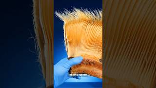 Natures Marvel, The Extraordinary World Of Whale Baleen