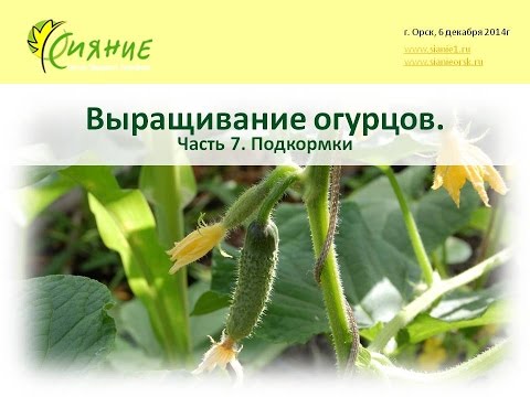 Огурцы пасынки уход Огурцы пасынки уход