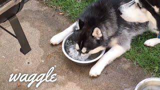 Happy Hour Pets | Funny Animal Compilation