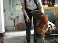image Chinese Girl Kills A Chicken Low 360p