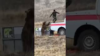 Bear Human Confrontations And A Wholesome Rescue