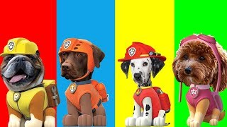 Paw Patrol In Real Life Wrong Heads - Zuma, Rubble, Marshall, Skye Animals Dogs. Funny Cartoon