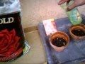 Growing a tomato plant from seed! 4-2012 part 1.wmv