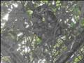 peligrosa anaconda en parque de la llovizna de venezuela