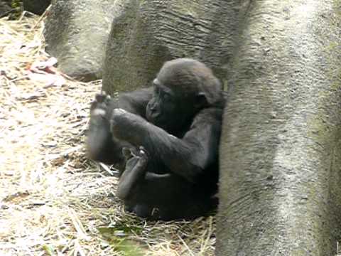 2011年4月22日の上野動物園のゴリラの赤ちゃんコモモ。Cute baby gorilla．＃02