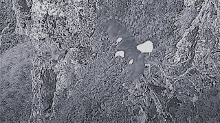 Akecheta Challenges Haku & Male In The Dark Of Night At West End Catalina Island Explore 9-24-25
