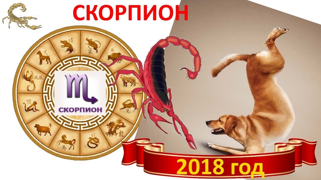 Как назвать скорпиона в 2018 году Как назвать скорпиона в 2018 году