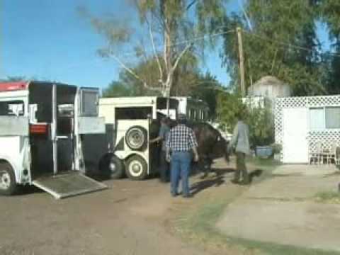 CARRERAS DE CABALLOS CUADRA caballos de carreras. CARRERAS DE CABALLOS CUADRA