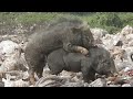 Pig trying to mate Pig mating video Funny pig pig sound crying