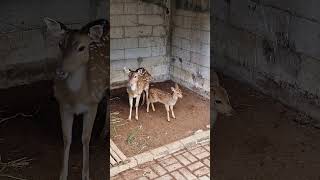 Ibu Rusa