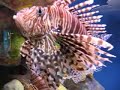 Stone fish and Lion fish