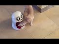 Try Not To Laugh Watching Funny Animal Fails Compilation November 2018 #1 - Co Vines✔