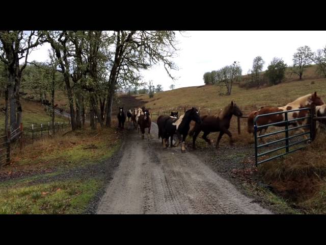 One Hundred Horses Run To Pasture - Video