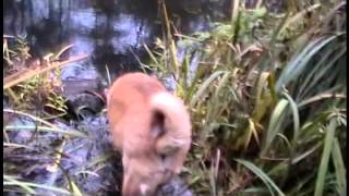 Watch Dar Williams Another Mystery video