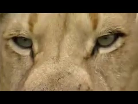 Into the lion's den! - extreme animals - BBC wildlife