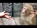 Monkey appears completely shocked at a visitors magic trick at the zoo