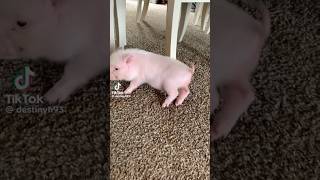 Pig Twerk