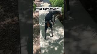 Tony And Stormy