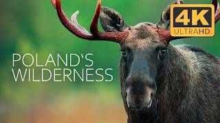Polands Last Wilderness Where Europes Wild Heart Beats 4K Uhd Doentary