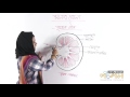 02. Structure of the Kidney | বৃক্কের গঠন | OnnoRokom Pathshala 02. Structure of the Kidney | বৃক্কের গঠন | OnnoRokom Pathshala