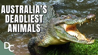 How Deadly Is Australias Wildlife? Decoding Danger Doentary Central