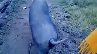 Sandla Ne Kaat bagai bagai Sari Raat bhabhi ri