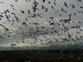 Seagulls at the dump!
