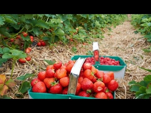 STRAWBERRY FARM IN SAHARA DESERT (UNBELIEVABLE)