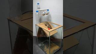 Best Homemade Mouse Trap Ideas From Old Items Available At Home #Rat #Rattrap #Mousetrap #Shorts