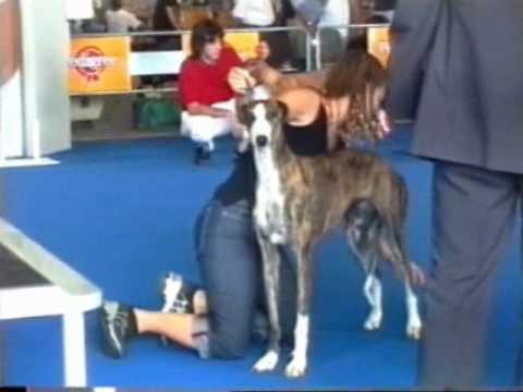 World Dog Show 2000 Milan, target dog breed. World Dog Show 2000 Milan,