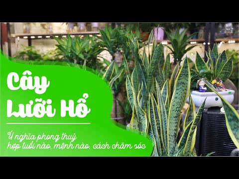 Cây Lưỡi Hổ: Ý nghĩa phong thuỷ, hợp tuổi nào, mệnh nào, cách chăm sóc