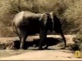 Elephant Attack Crocodile Animal attack Top ten10@animal Elephant Attack Crocodile Animal attack Top ten10@animal