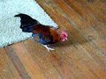 Our Old English Bantam rooster aka 'Lil Roo'