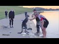 Kangaroo Shake Hands with Humans after being Saved (Australia)