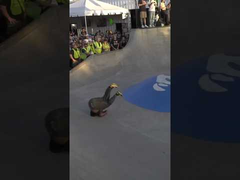 HANG UP TO FLAT - SKATEGOAT #TAMPAPRO #SKATEBOARDING