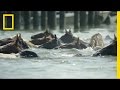 Watch Famous Ponies Swim in Chincoteague Island Tradition | National Geographic