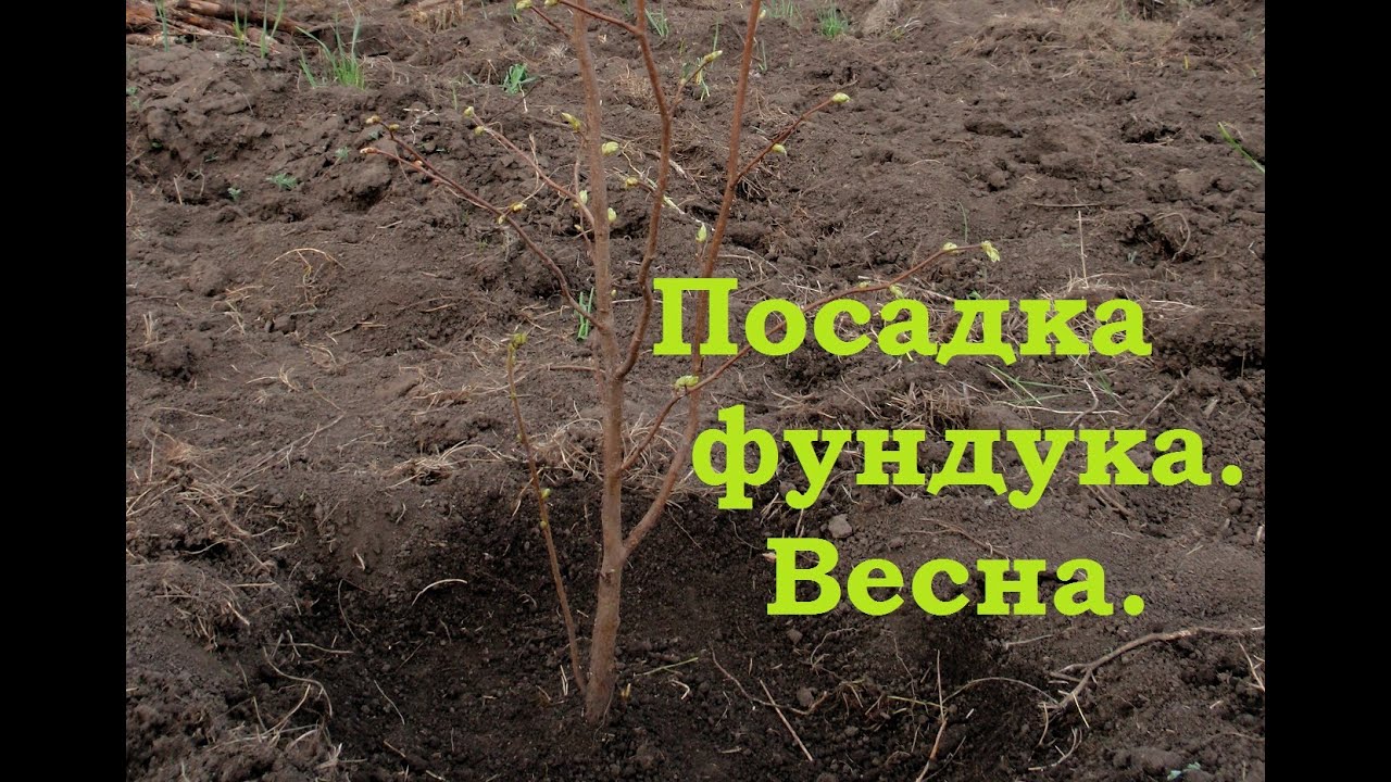 Фундук когда сажать 2
