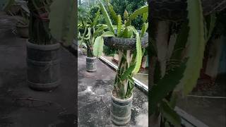ডরগন গছর চর তর কন রকম ফঙগসইড ছড Dragon Fruit Cutting Growing Without Any Fungicide