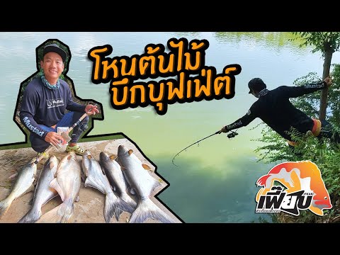 โหนต้นไม้เย่อปลาบึก! 200 บาท ตกได้เท่าไร เอาไปเล้ย!!