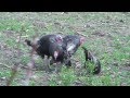 Turkey Drama