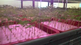 담수경재배 인삼농장(양평) Ginseng - Hydroponics system
